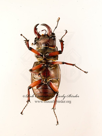 Lucanus capreolus 8007494z