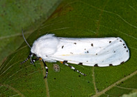 Estigmene acrea SALT MARSH MOTH 6013451z