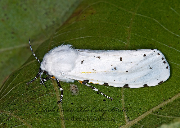 Estigmene acrea SALT MARSH MOTH 6013451z