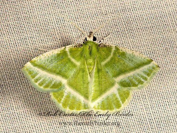 Dichorda iridaria  SHOWY EMERALD 9049994z
