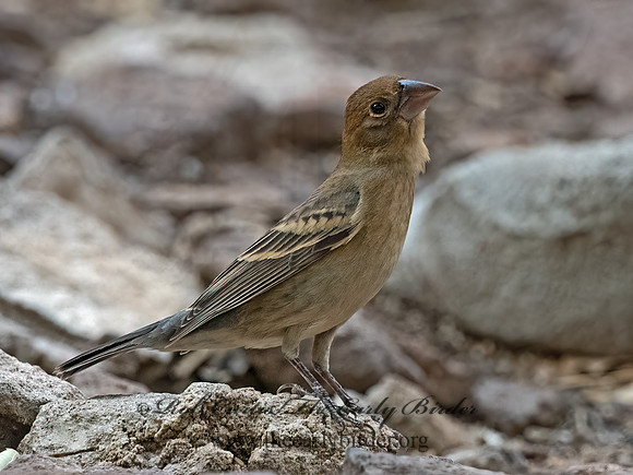 Guiraca caerulea  BLUE GROSBEAK 3037376z