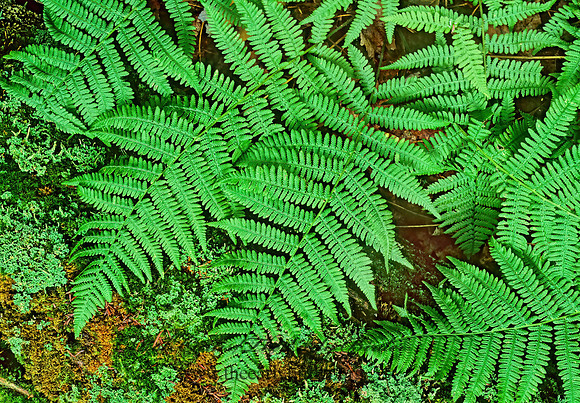 Dryopteris goldiiana  GOLDIE'S WOOD FERN 208104z