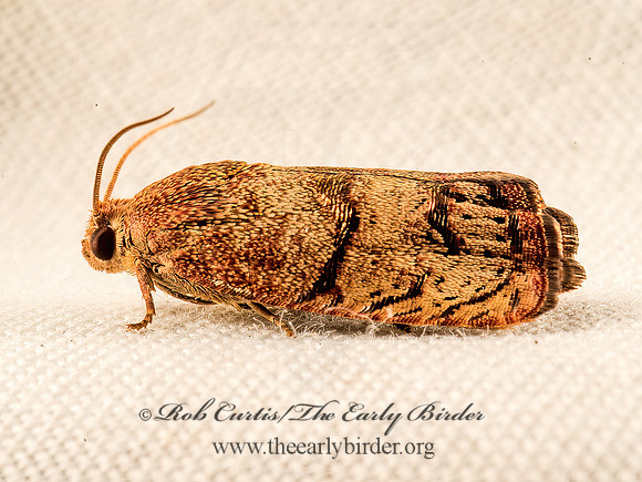 Cydia latiferreana  FIBERWORM MOTH 9050750z