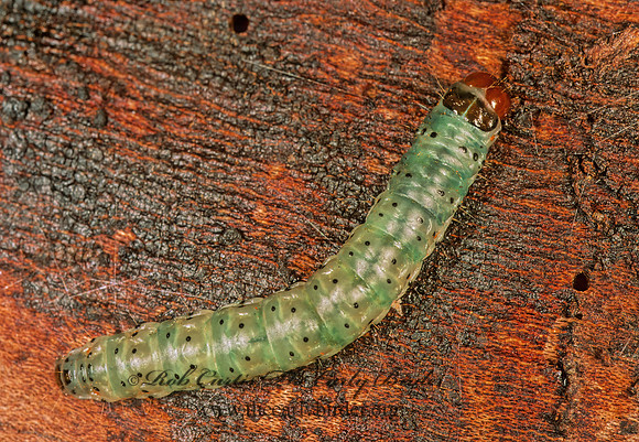Scolecocampa liburna DEAD-WOOD BORER MOTH 248604 z