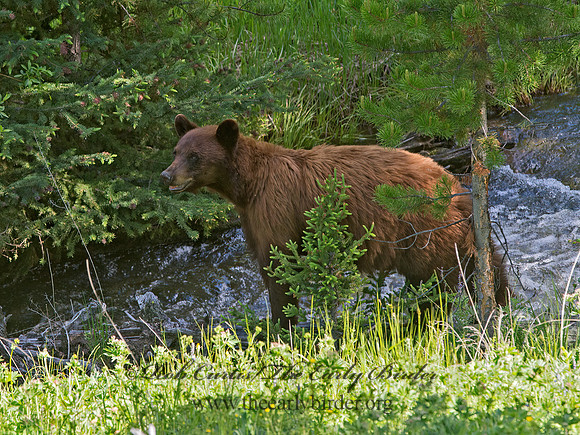 Ursus americanus  BLACK BEAR 9061378z