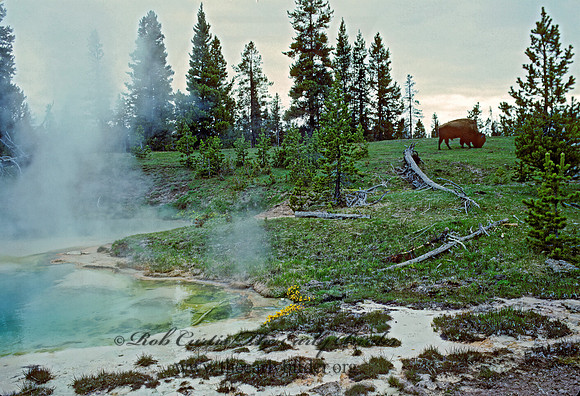 BISON AT HOT SPRING 133710z