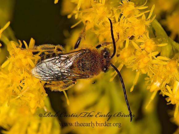 Melissodes�trinodis~  LONG-HORNED BEE 9053397z