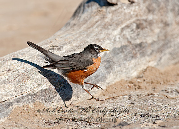 Turdus migratorius  AMERICAN ROBIN 8035339z