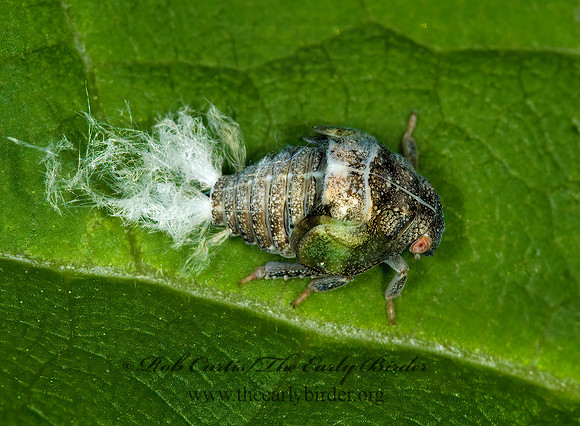 Metcalfa pruinosa 5000120z