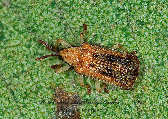Baliosus nervosus  BASSWOOD LEAF MINER 6012405z