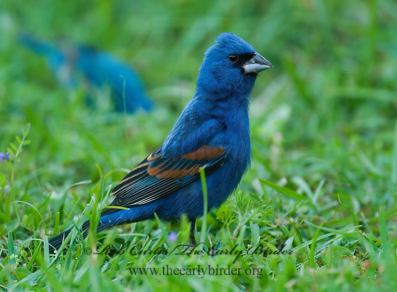 Guiraca caerulea  BLUE GROSBEAK 7002392z