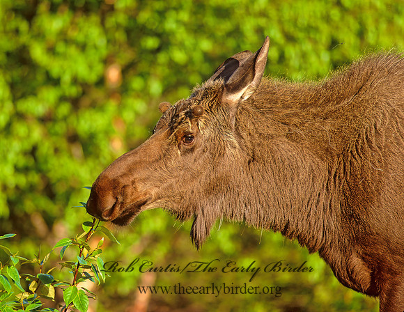 Alces alces  MOOSE 233423z