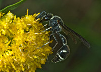Eumenes fraternus 5000992z