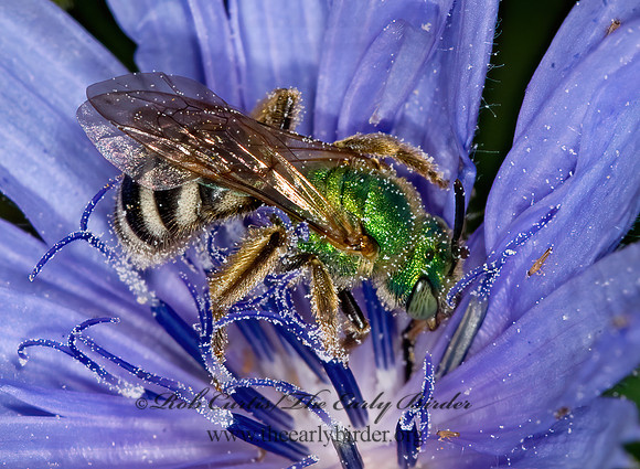 Agapostemon virescens  BICOLORED AGAPOSTEMON 6014428 z