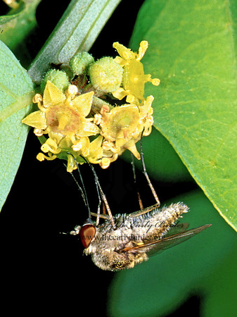 Geron  TOXOPHORINAE  BEE FLY 53328 z