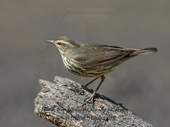Parkesia noveboracensis  NORTHERN WATERTHRUSH 9014508z