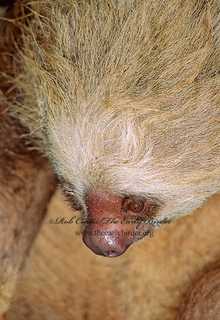 Choloepus hoffmanni  HOFFMAN'S 2-TOED SLOTH 97124z