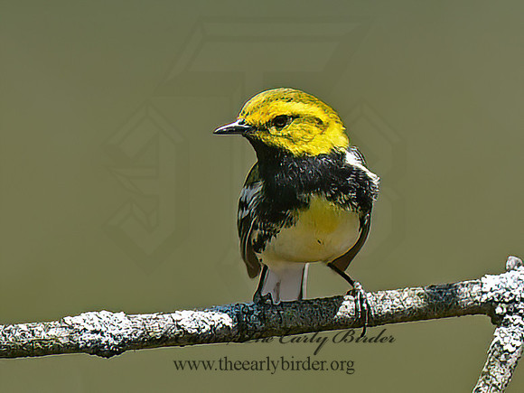 Setophaga virens  BLACK-THROATED GREEN WARBLER 1302436+z