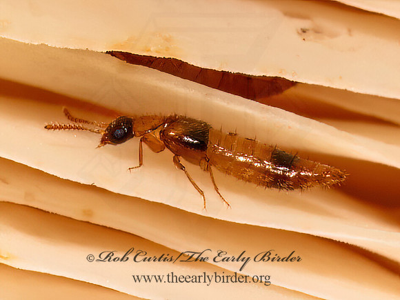 Gyrophaena HOMALOTINI ROVE BEETLE 9090147z