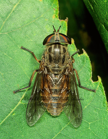 Hybomitra  HORSE FLY 207502z