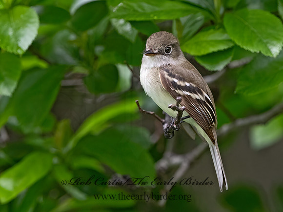 Empidonax minimus  LEAST FLYCATCHER 1302972z