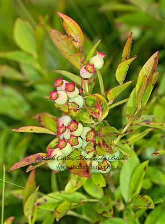 Vaccinium angustifolium  LOW SWEET BLUEBERRY 9032657z
