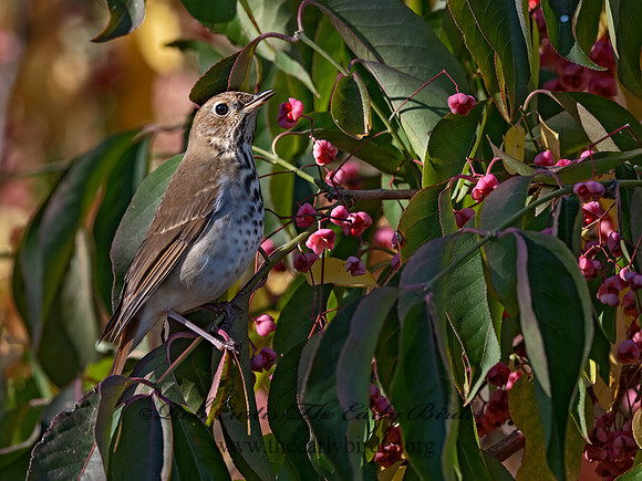 Catharus guttatus  HERMIT THRUSH 3027447z