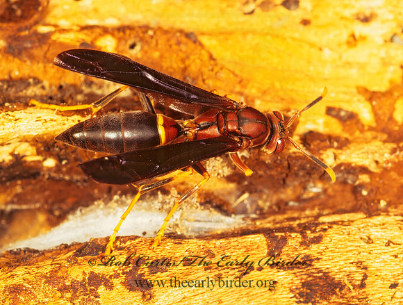 Polistes annularis 200033z