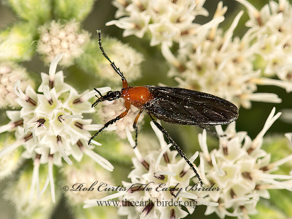 Dilophus stigmaterus  MARCH FLY 9051026z