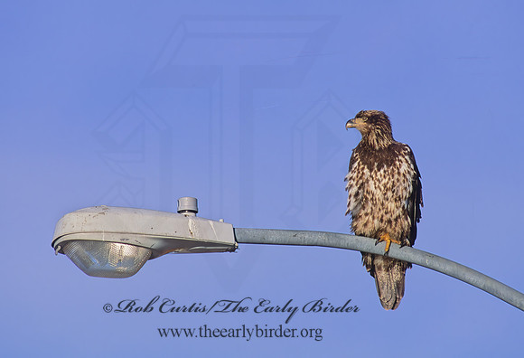 Haliaeetus leucocephalus  BALD EAGLE 218907z