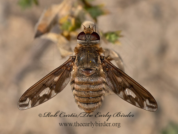 Poecilanthrax willistonii  VILIINI BEE FLY 3024073z