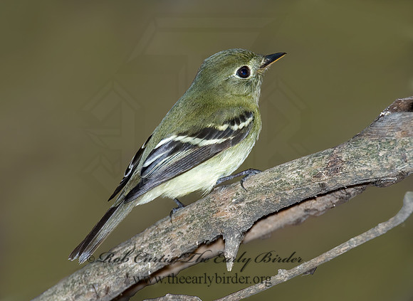 Empidonax flaviventris  YELLOW-BELLIED FLYCATCHER 6006304z