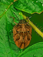 Homaemus aeneifrons 1114430z