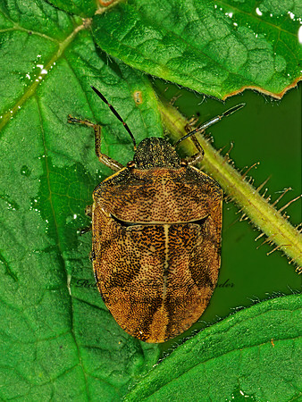 Homaemus aeneifrons 1114430z