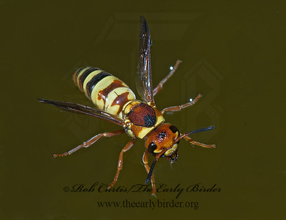Euodynerus annulatus 7008369z