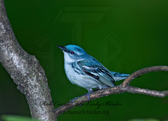 Setophaga cerulea  CERULEAN WARBLER 9022824z