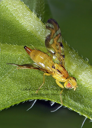 Strauzia longipennis  FRUIT FLY 4002194_1z