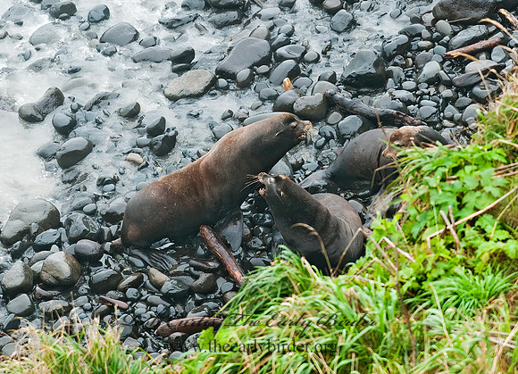 Zalophus californianus  CALIFORNIA SEA LION 7017376z