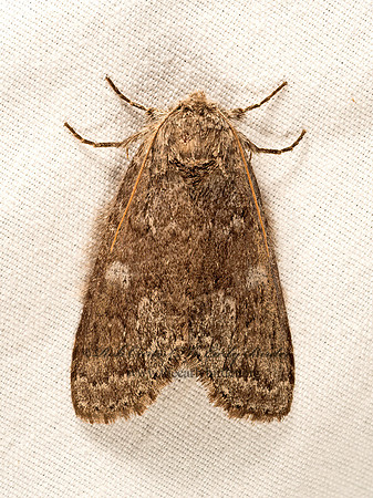 Lochmaeus manteo  VARIABLE OAKLEAF CATERPILLAR MOTH 9048387z