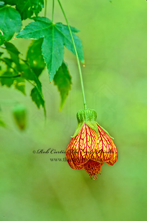 Abutilon pictum  CHINESE -LANTERN 185026z