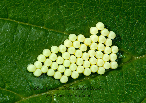 Penatatomidae  STINKBUG 4003170z