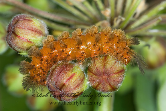 Cycnia collaris  ARCTIINI TIGER MOTH 6008637z