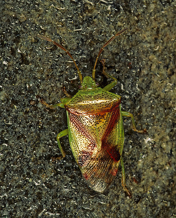 Elasmostethus cruciatus  RED CROSS SHIELD BUG 149519z