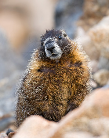 Marmota flaviventris  YELLOW-BELLIED MARMOT 7010511z