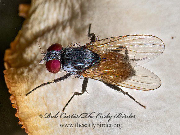 Fannia FANNID FLY 9090036z