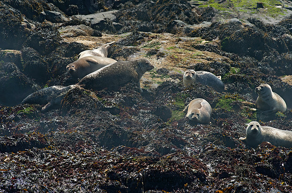 Phoca vitulina  HARBOR SEAL 9033846z