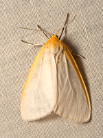 Cycnia tenera DELICATE CYCNIA 9050763z