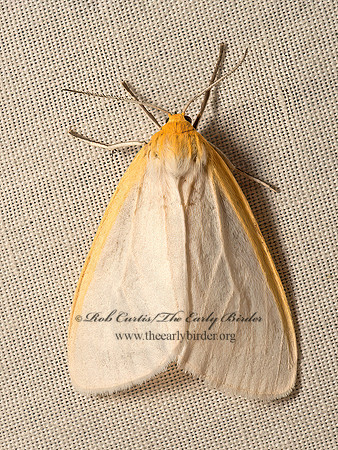 Cycnia tenera  DELICATE CYCNIA 9050763z