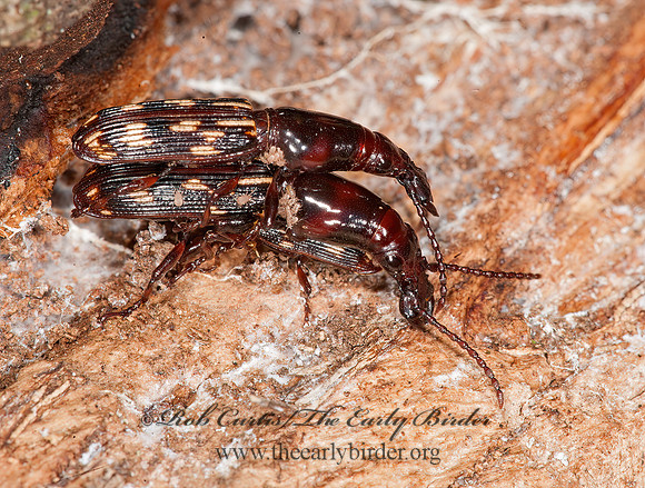 Arrhenodes minutus 8032938z