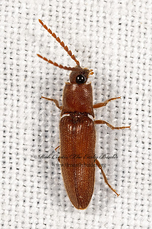 Dipropus  CLICK BEETLE 3039000z